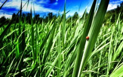 Création du FONDS VERT CMI, visant à appuyer la réalisation de projets à caractère environnemental