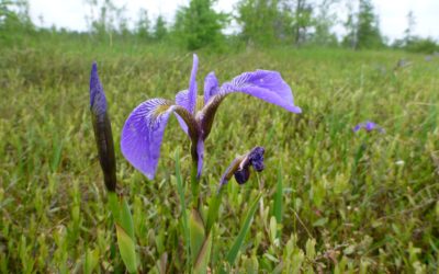 Red Mill Bog Enhancement: Viridis proudly participates in this initiative