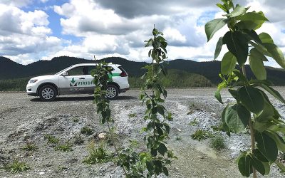 Projet de recherche pour l’afforestation des haldes minières d’amiante
