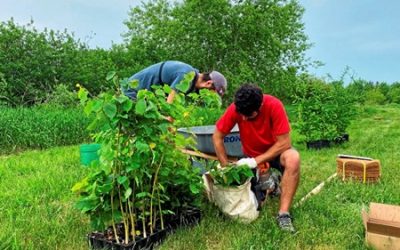 Viridis environnement, contributeur d’un projet de plantation d’arbres à Alma