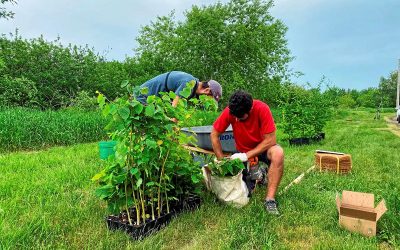 Viridis environnement, contributeur d’un projet de plantation d’arbres à Alma