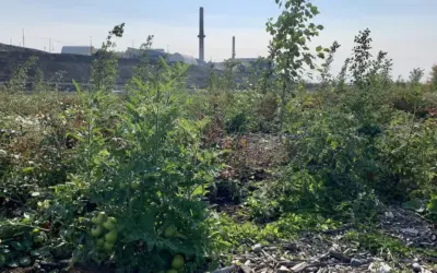 Une forêt au pied de la Fonderie Horne pour revaloriser les boues municipales