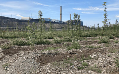 Fonderie Horne | Viridis partenaire d’un projet qui remporte le Prix Distinction Environnement de l’AMQ